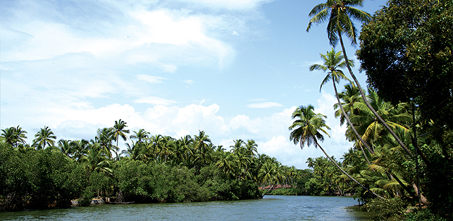 Mangalore greenery